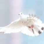 Самота или свобода? Тайната на живота след 70 — как да живееш сам, без да си самотен
