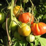 Как да засадим най-вкусните домати: История от градината на дядо Сашо