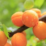 Компот от праскови с канела – ароматно лято в буркан