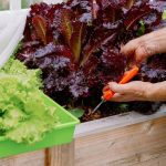 Тайната на зелената салата: истории, семена и пролет в българската градина