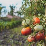 🌱 От фермата до масата: младите биопроизводители и нашата подкрепа