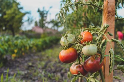 🌱 От фермата до масата: младите биопроизводители и нашата подкрепа