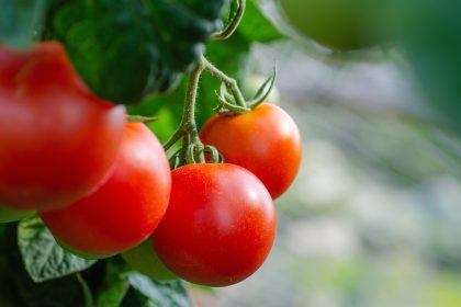 Кой домат помните вие?